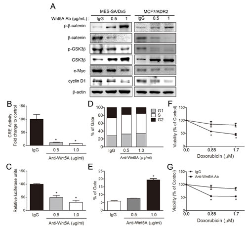 Antibody depletion of Wnt5A leads to downregulation of PKA/&#x3b2;-catenin activities and resensitizes doxorubicin toxicity in MES-SA/Dx5 cells.