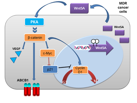 A model of Wnt5A/PKA/&#x3b2;-catenin activation in the development of drug resistance in cancer cells.
