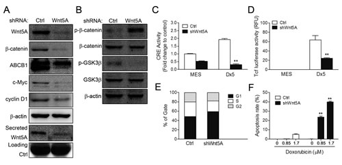 CRE and &#x3b2;-catenin activities and cell viability are reduced in Wnt5A shRNA-knockdown MES-SA/Dx5 cell line.