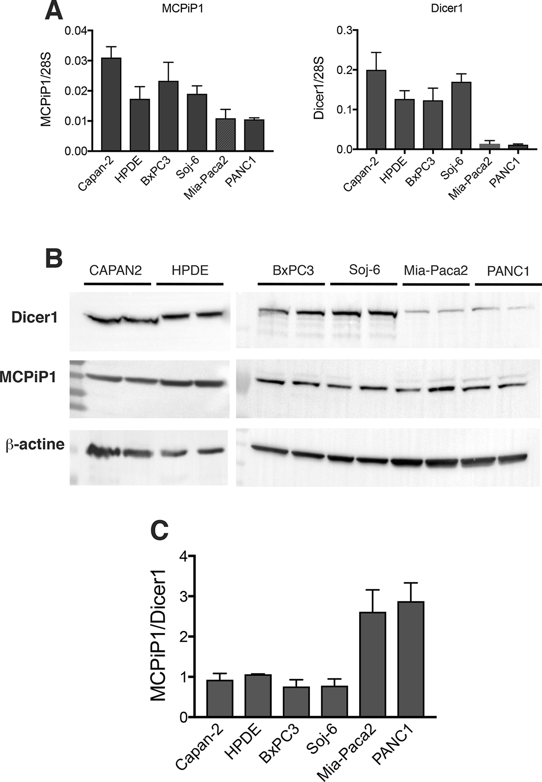 Expression of Dicer1 and MCPiP1 in tumoral pancreatic cell lines.