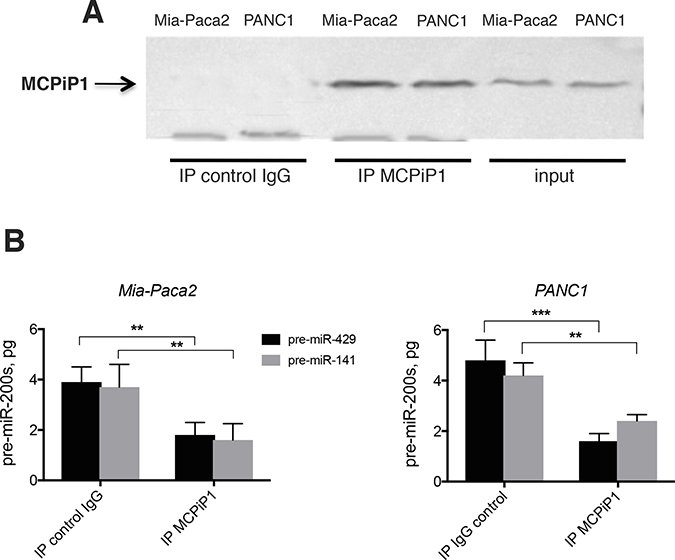 Effect of immunoprecipited MCPiP1 on the stability of pre-mature miR-200s.