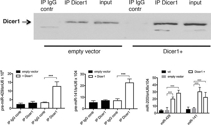 Effect of Dicer1 overexpression on the expression level of pre-miR-200s in Mia-Paca2 cells.