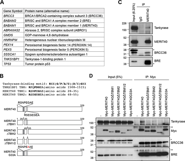 Tankyrase is associated with the BRE-BRCC36-MERIT40 complex.