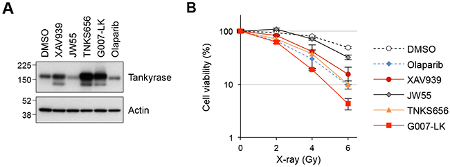 Tankyrase inhibitors sensitize A549 cells to X-ray irradiation.