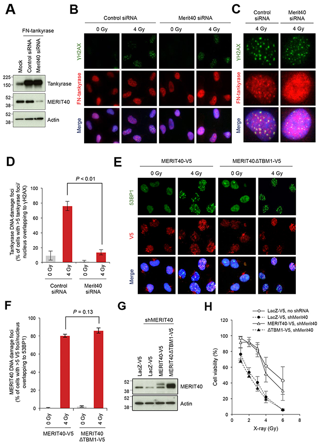 Disruption of MERIT40-mediated recruitment of tankyrase to DSBs decreases the viability of X-ray-irradiated A549 cells.