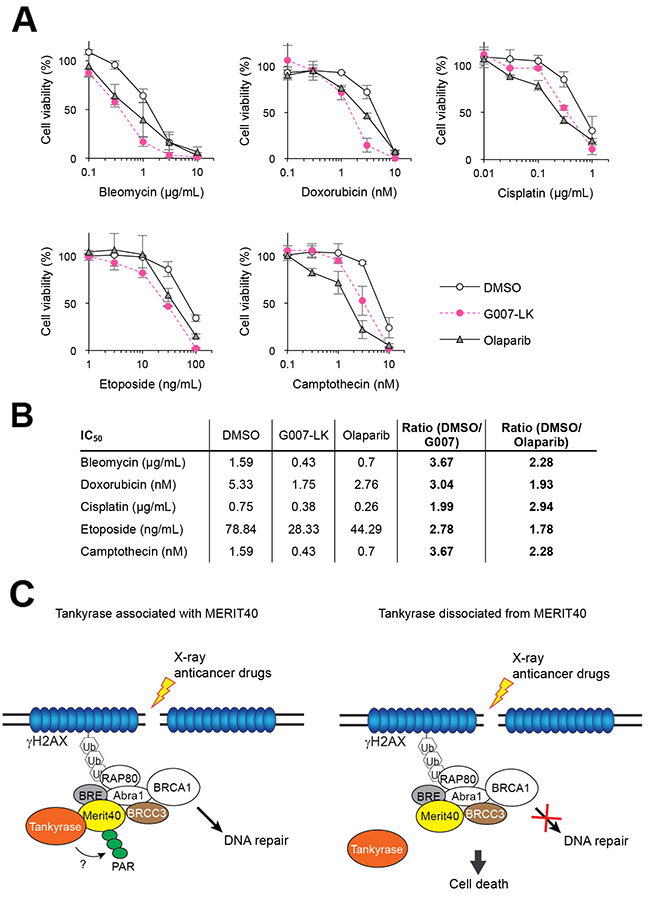 Tankyrase inhibitor enhances the growth inhibitory effects of DNA-damaging anticancer drugs.