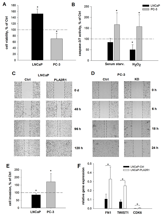 Cell viability, apoptosis, wound healing, invasion, and relative gene expression were assessed in PLA2R1-transfected LNCaP cells (LNCaP-PLA2R1) and PLA2R1-knockdown PC-3 cells (PC-3 KD) compared to control vector-transfected cells (Ctrl).