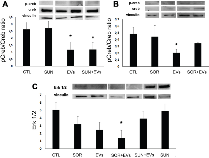 HLSC-EVs inhibited pCreb/Creb ratio and, when combined with Sorafenib, Erk 1/2.