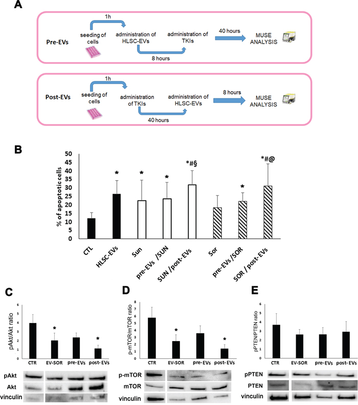 Effect of HLSC-EVs and TKIs sequential administration on G7 renal CSCs apoptosis.