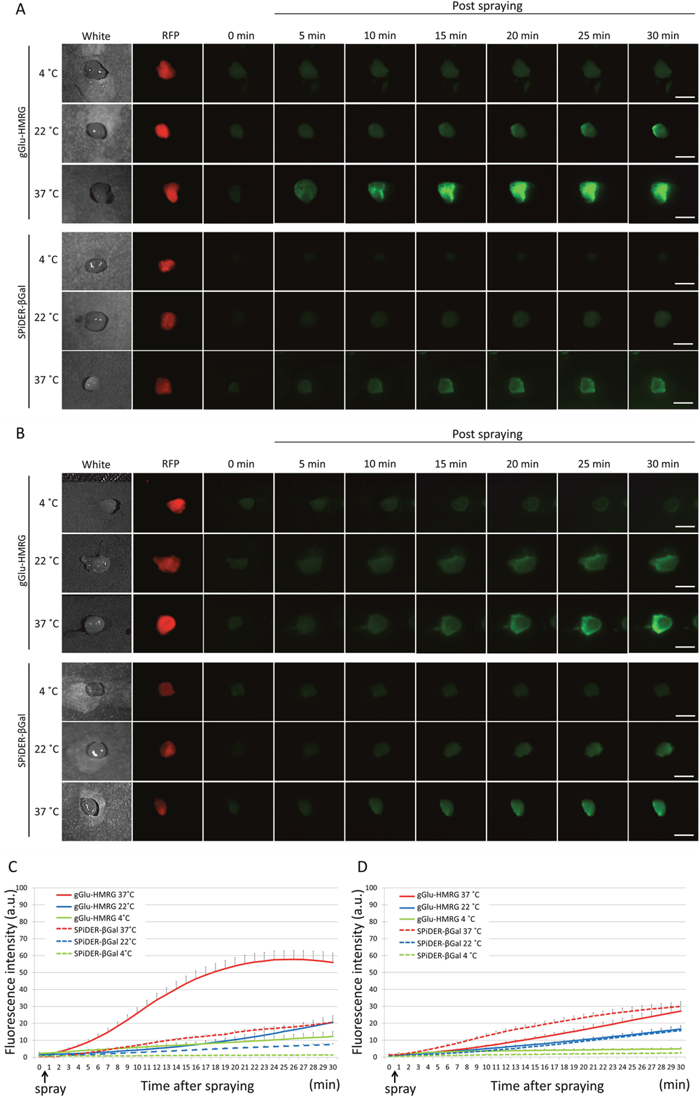 Fluorescence images after the probe is sprayed on the extracted tumor.