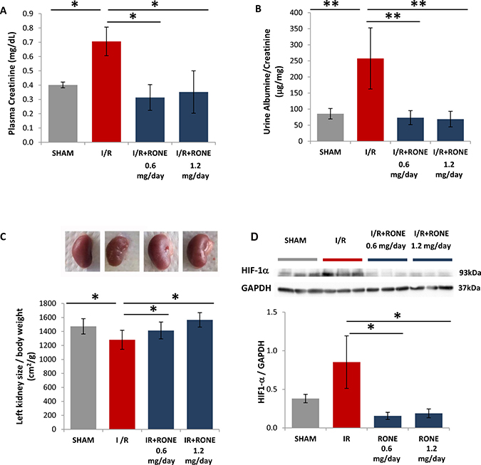 Biomarkers of renal function and kidney mass in RONEPARSTAT-treated and untreated mice subjected to I/R.