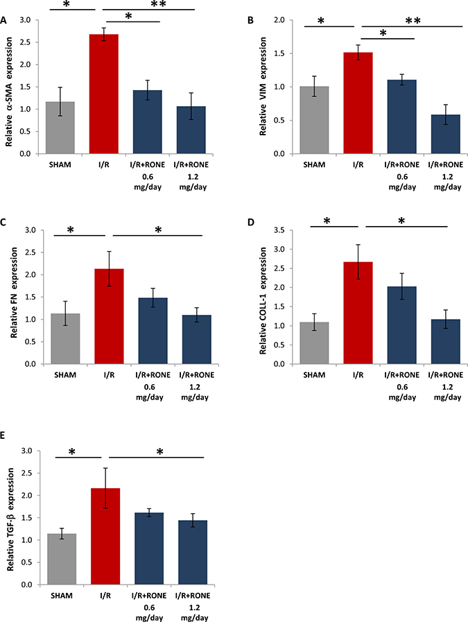 Gene expression of fibrotic markers.