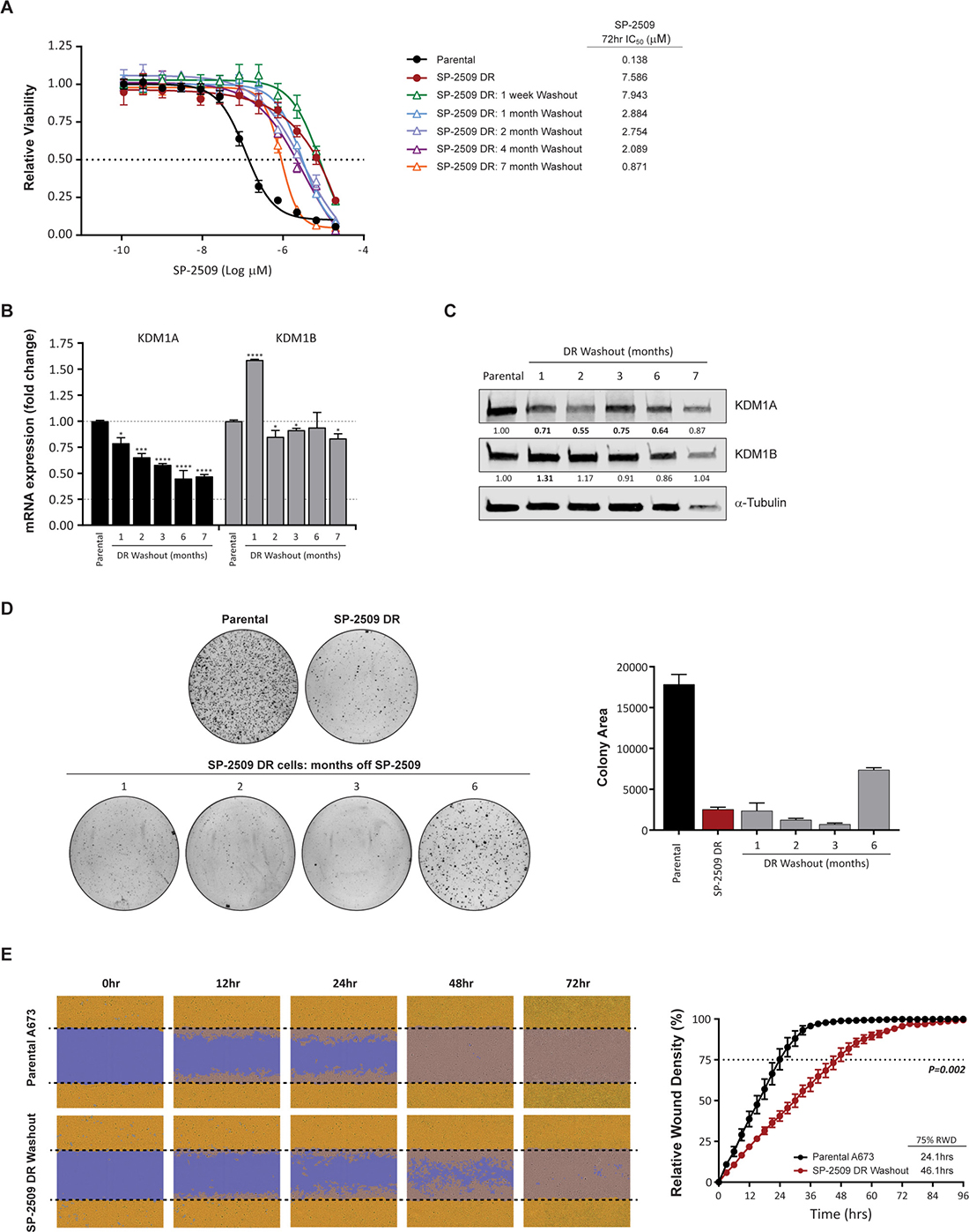 KDM1A is downregulated during SP-2509 washout.