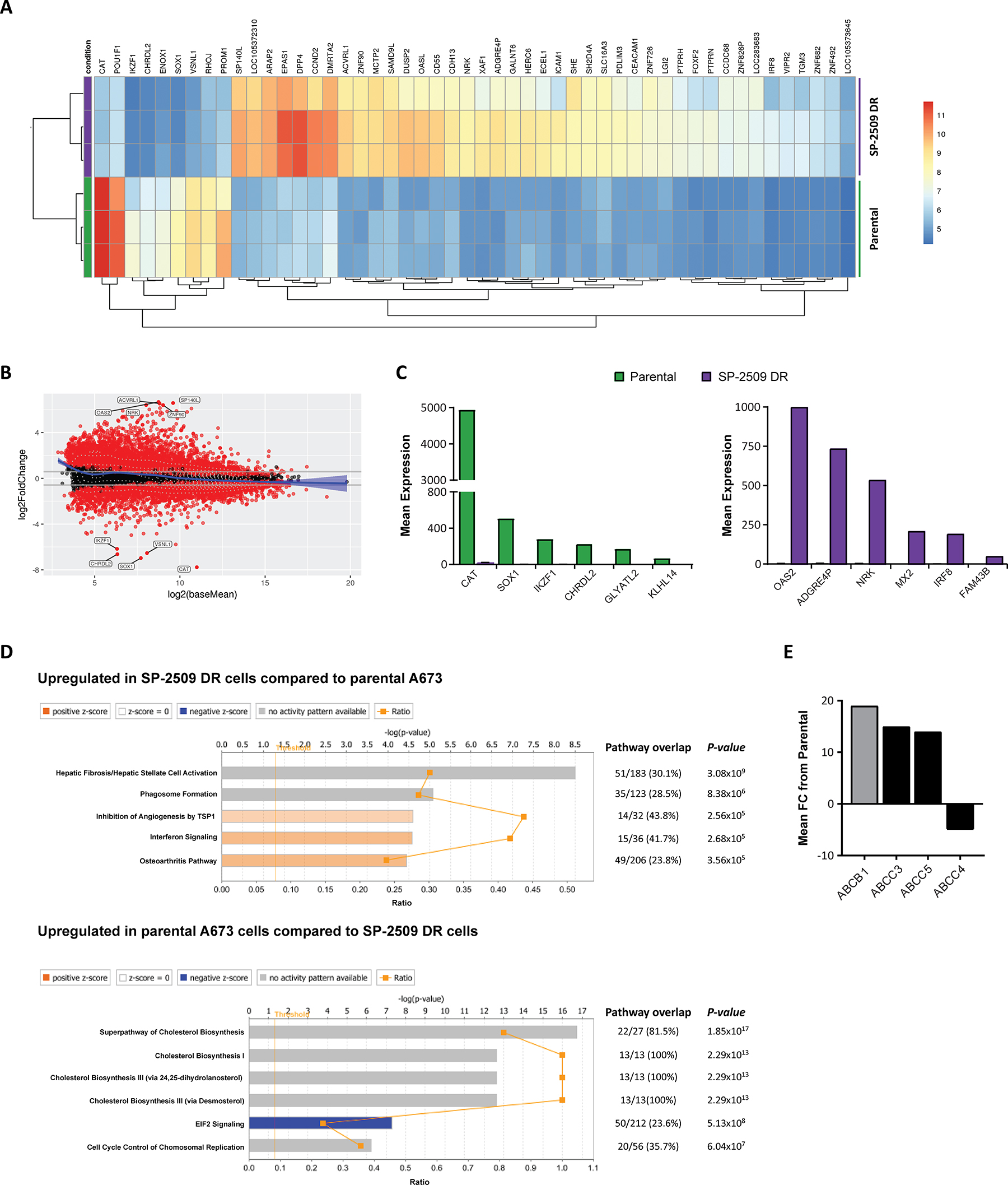 SP-2509 drug resistant cells show a distinct transcriptional profile.