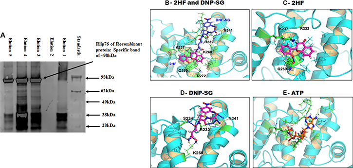 Docking of 2HF, DNPSG and ATP to RLIP76.