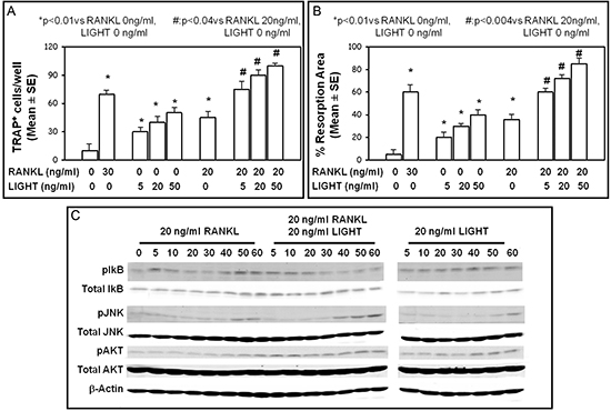 LIGHT pro-osteoclastogenic effect.