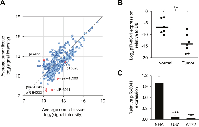 piRNA expression profiling results and confirmation of piR-8041 underexpression in GBM relative to normal brain tissue.