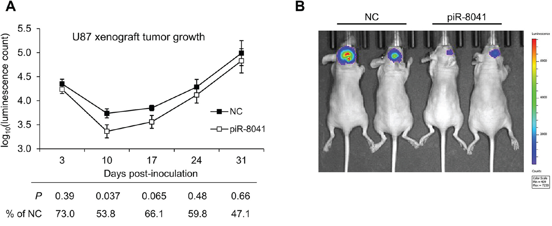 piR-8041 reduces U87 cell growth by nearly 50% 10 days after treatment in an orthotopic xenograft model.