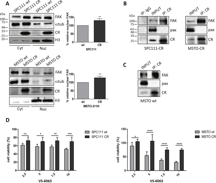 CR-expressing cells show increased nuclear FAK levels and an increased resistance towards the FAK inhibitor VS-6063; Co-IP experiments reveal an interaction between CR and FAK.