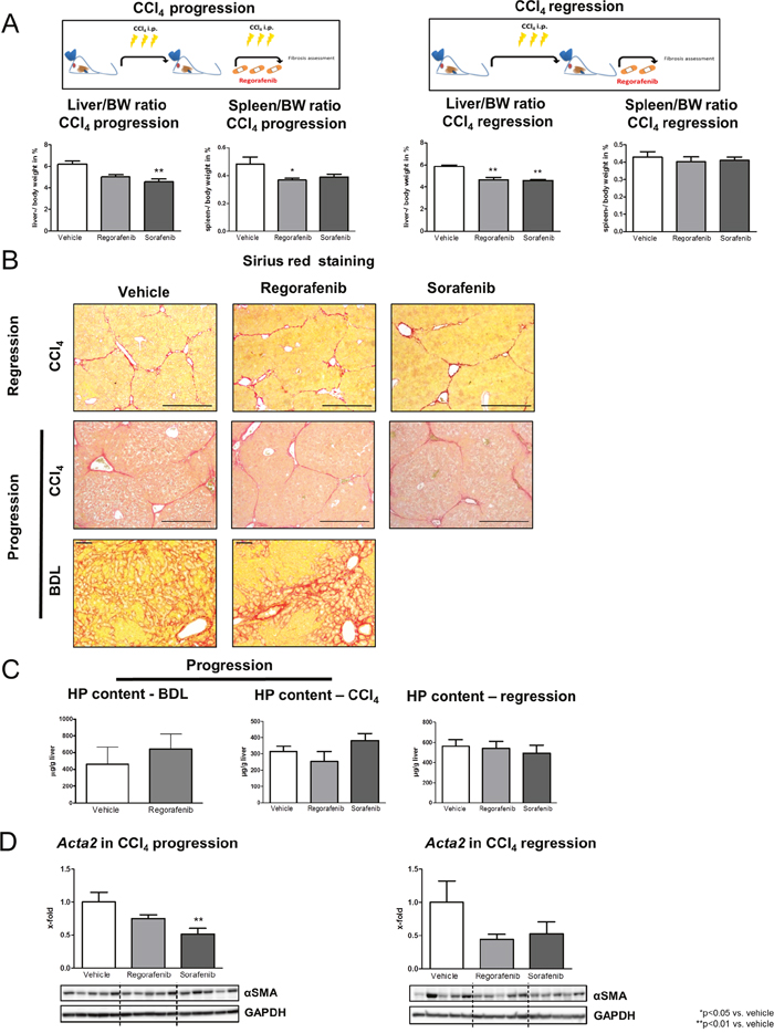 Role of regorafenib treatment in progression and regression of fibrosis in vivo.
