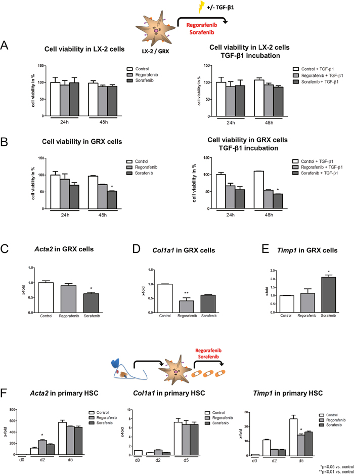 Effect of regorafenib on HSC activation in vitro.