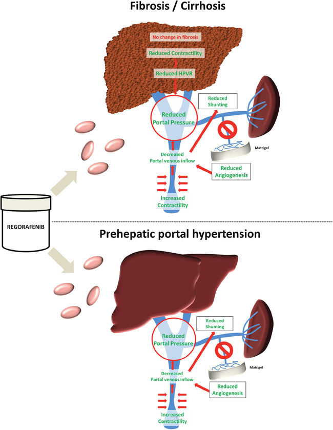 Graphical abstract.