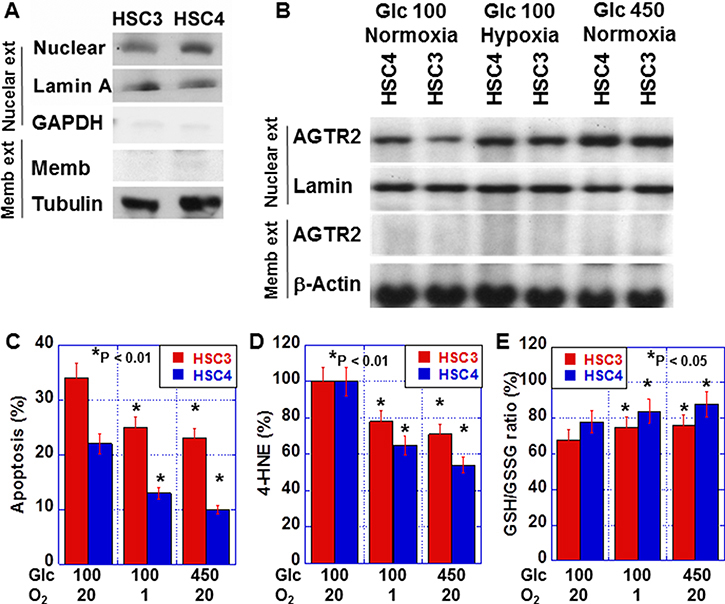 Effect of hypoxia and hyperglycemia on nuclear AGTR2 in OSCC cells.