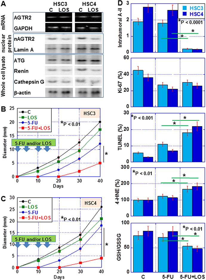 Effect of losartan (LOS) on tumor of OSCC cells in nude mice.