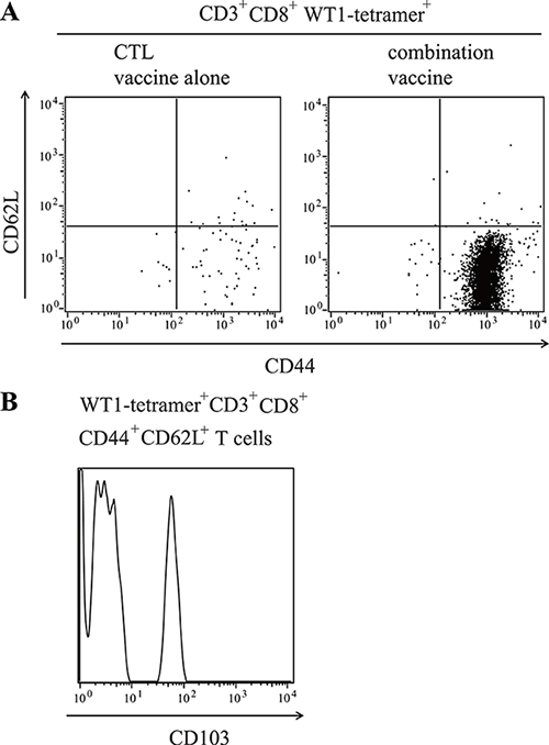 Infiltration of WT1-specific resident memory T cells into the tumors of mice treated with the WT1 combination vaccine.