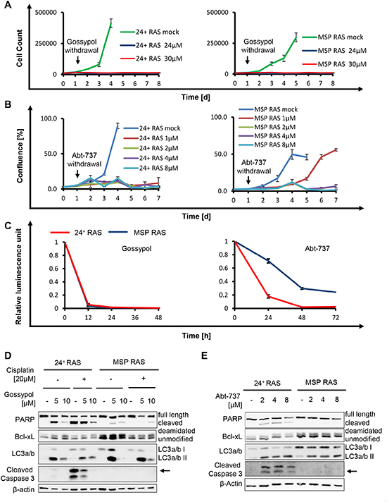 The BH3-mimetics gossypol and Abt-737 overcome apoptosis resistance of MSP RAS cells.