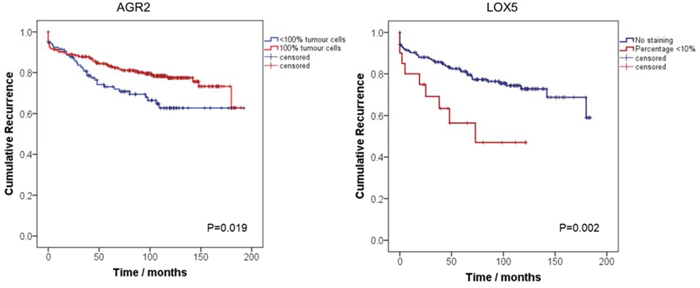 Kaplan-Meier curves assessing the probability of PCa biochemical recurrence after radical prostatectomy by AGR2 and LOX5.