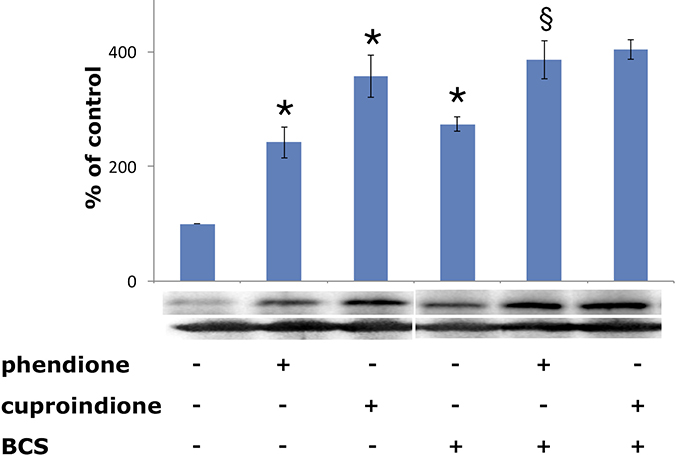 Expression of p53 in SH-SY5Y cells after a 48-hr treatment with phendione and cuproindione IC50 concentration in the absence and in the presence of 50 &#x03BC;M BCS.