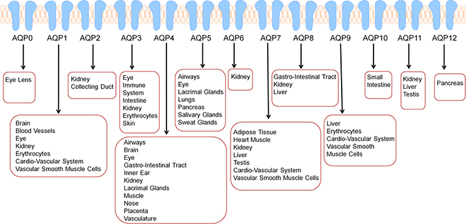 AQPs are expressed in dozens of tissue types in humans further reinforcing that altered AQP expression may have implications in numerous cancer types in various sites.