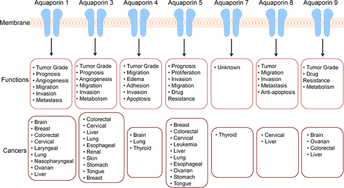 AQPs display altered expression various cancer types and are implicated in numerous processes.