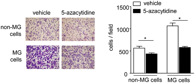 Effects of 5-azacytidine treatment on cell migration.