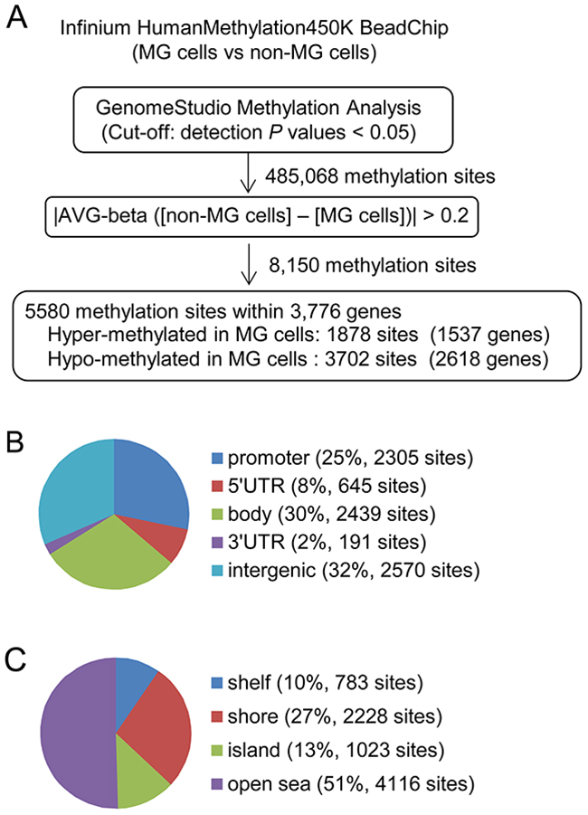 Analysis of the differentially methylated CpG sites between MG and non-MG cells.