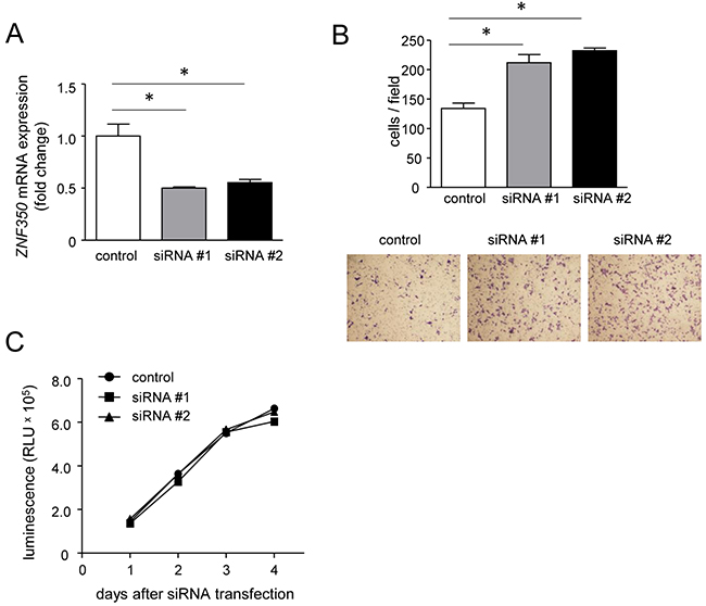 Increase of migratory capacity in non-MG cells after ZNF350 knockdown.