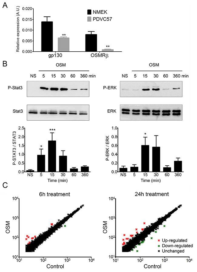 PDVC57 cells express functional OSMR type II involved in ERK1/2 and STAT3 signaling and modulation of gene expression.