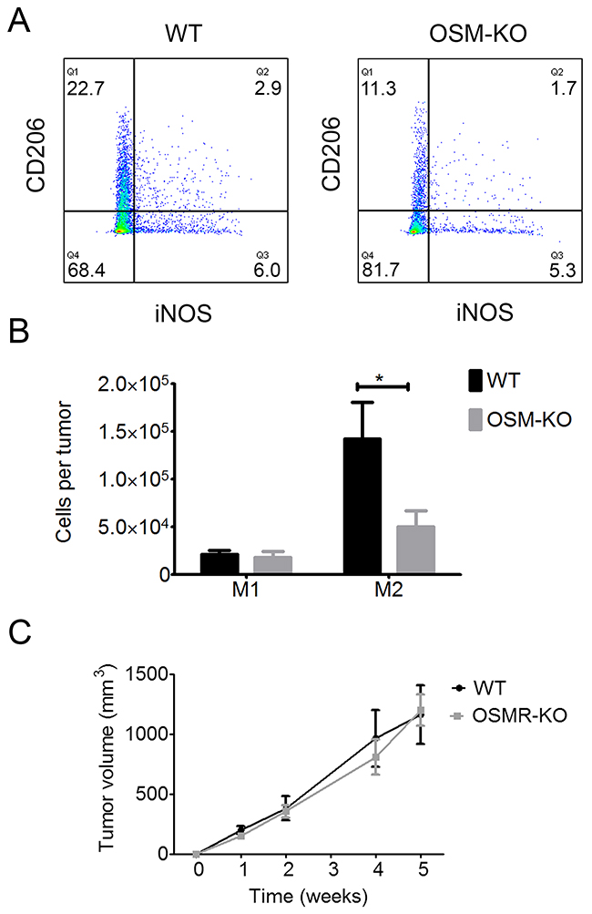 M2 macrophage polarization is reduced in SCC from OSM-KO mice and cSCC development is similar in WT and OSMR-KO mice.