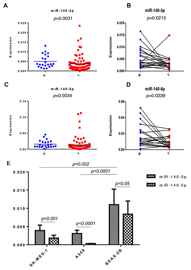 Expression of miR-140-3p in the NSCLC cohort and lung cell lines.