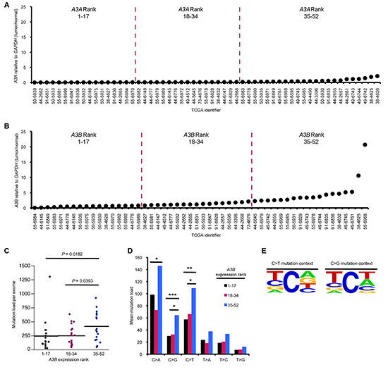 APOBEC overexpression correlates with hypermutation in lung adenocarcinoma.