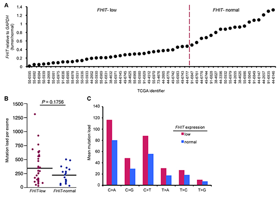 Low FHIT expression alone correlates with modest hypermutation in lung adenocarcinoma DNAs.