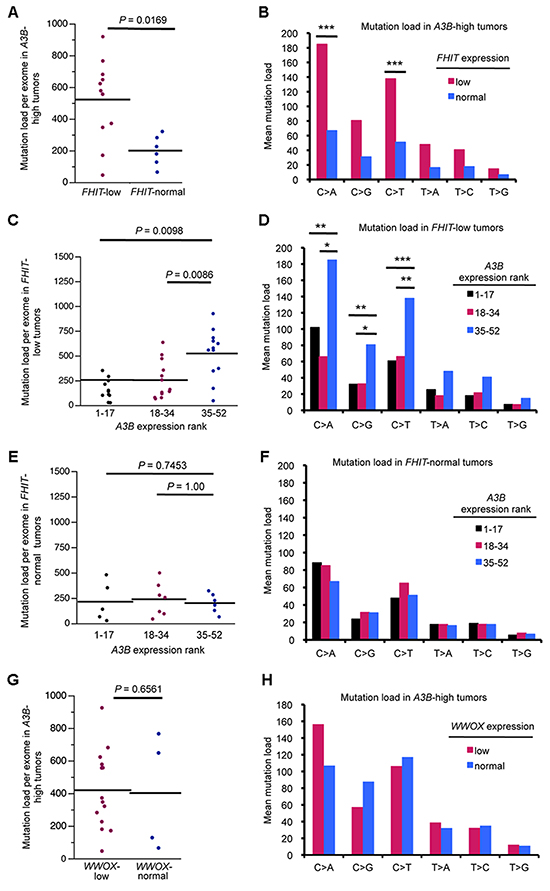 A3B-high/FHIT-low lung adenocarcinoma DNAs exhibit pronounced hypermutation.