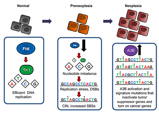 Fhit loss-induced DNA damage model for APOBEC-mediated hypermutation.