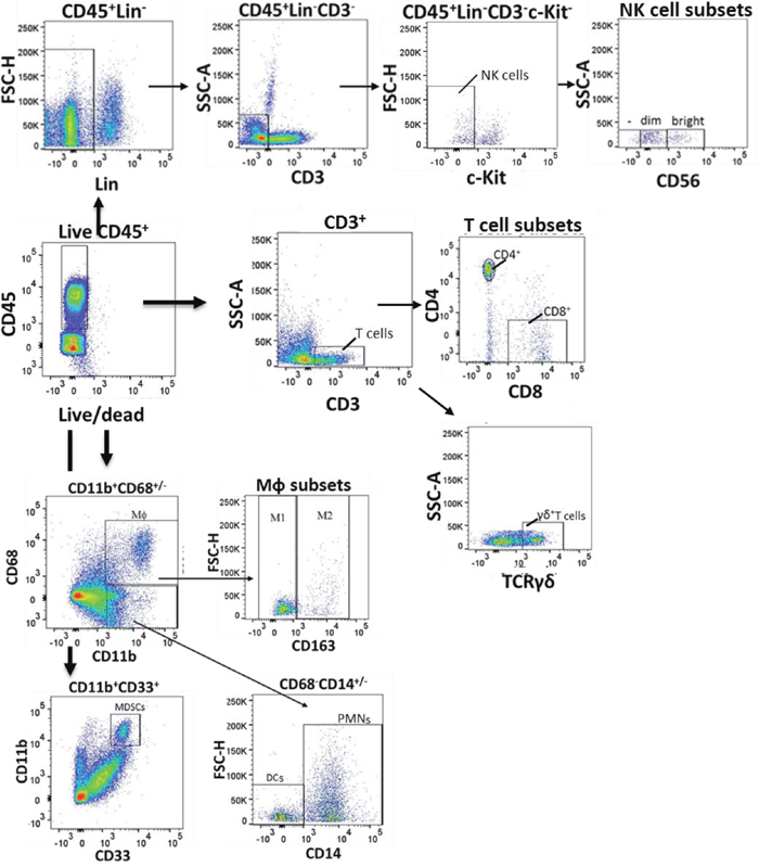 Flow gating of bladder intratumoral lymphocytes.