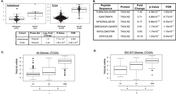 IDH1/2 WT LGGs have increased TAGLN2 expression compared to IDH1/2 mutant gliomas and TAGLN2 mRNA expression correlates with glioma grade.