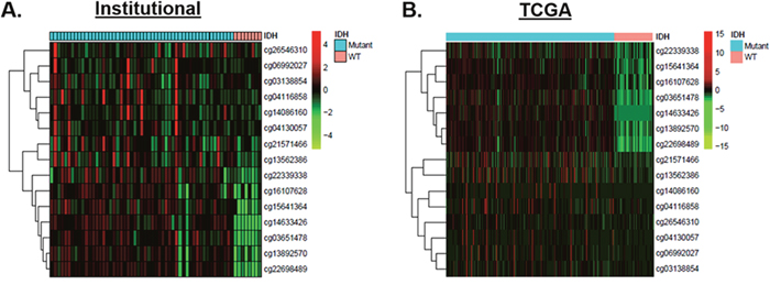 Increased TAGLN2 promoter hypermethylation accounts for decreased TAGLN2 expression in IDH1/2 mutant gliomas.