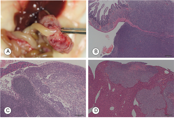 Macroscopic and microscopic photographs of tumors in the recipient mice following orthotopic implantation of TCC-NECT-2 cells.