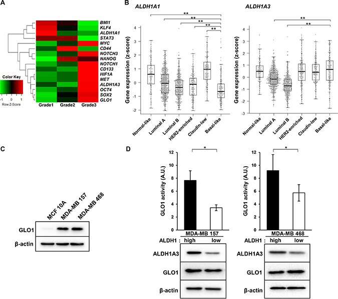 GLO1 activity is enhanced in ALDH1high cells isolated from basal-like breast cancer cell lines.
