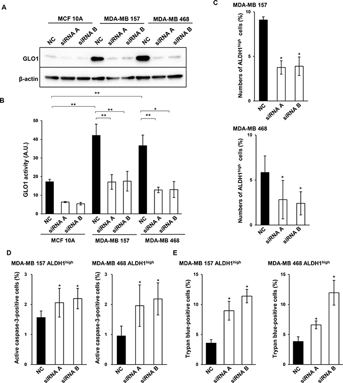GLO1 knockdown reduces ALDH1high cell numbers and induces apoptosis.